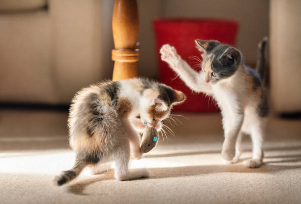 Kittens play fighting